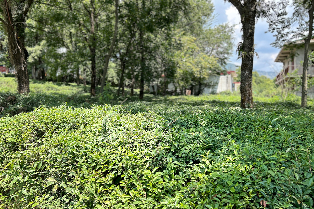 Stroll in the green paradise of picturesque tea gardens - Bir Billing