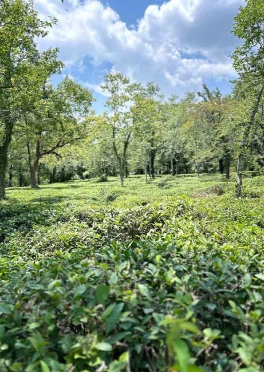 Stroll through the green paradise of picturesque Tea Gardens birbilling.in_